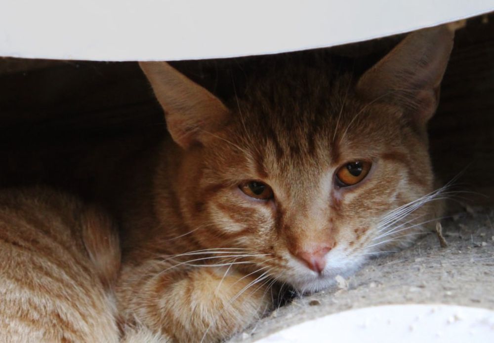 мальчик котенок Омлет, классный малыш 1 годик