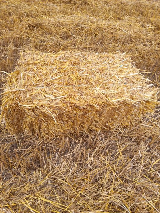 Продам солому ячніва і пшенічна.