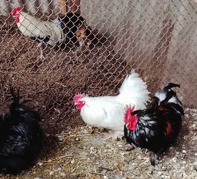 Карликові півники продам