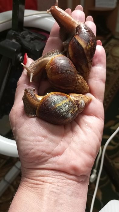 Ахатина Фуліка стандарт