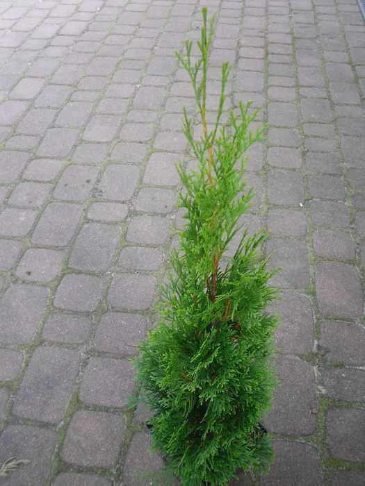 tuja szmaragd szmaragdowy 60 cm