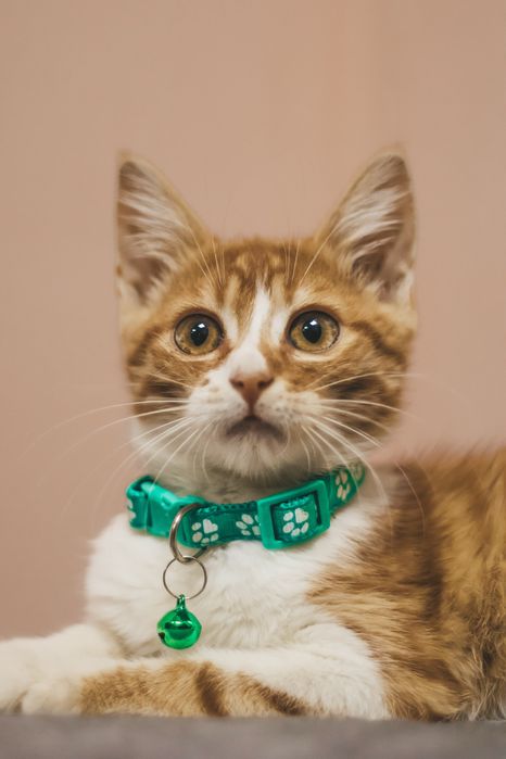 Кошеня хлопчик кот кіт котик коти котенок віскас