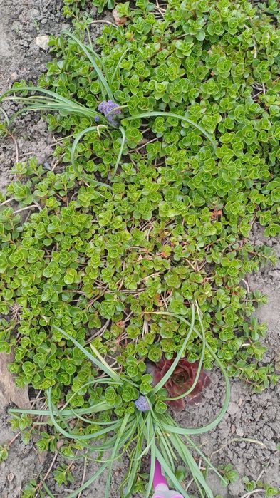 Грунтопокривні квіти