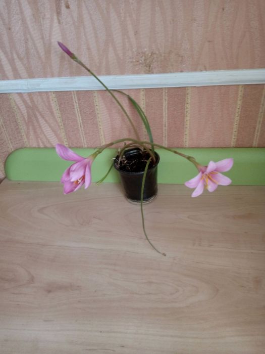Зефірантес ( вискочка ) рожевий.