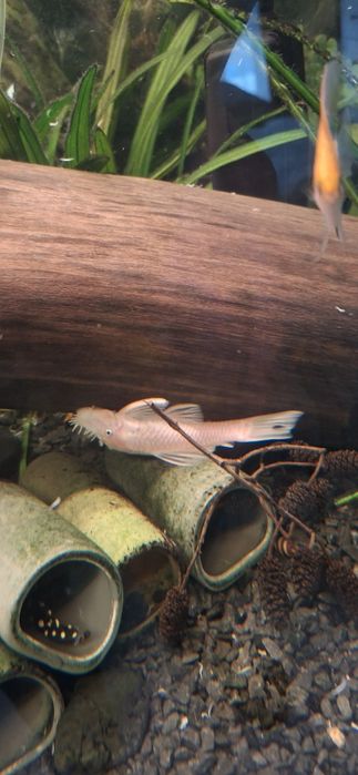 Samiec snow white krótki