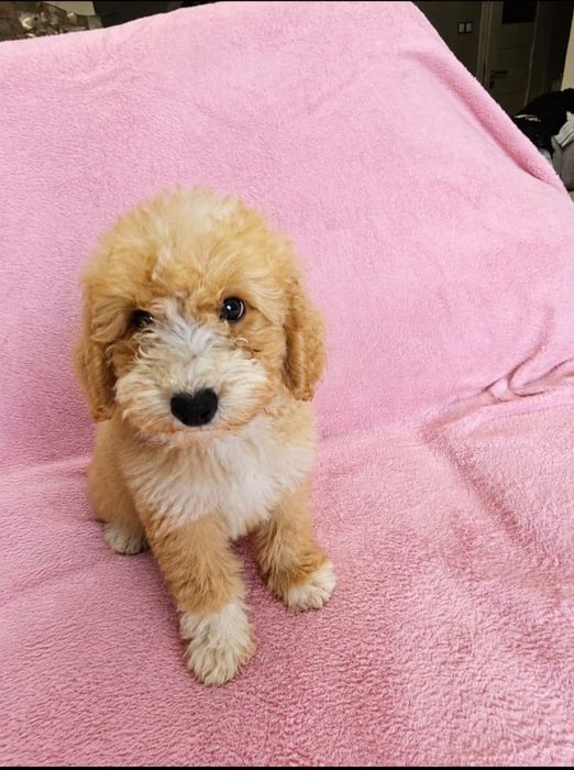 CAVAPOO - szczeniak suczka