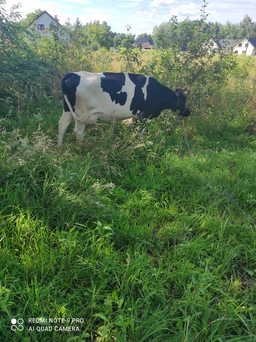 Mleko krowie świeże i smaczne