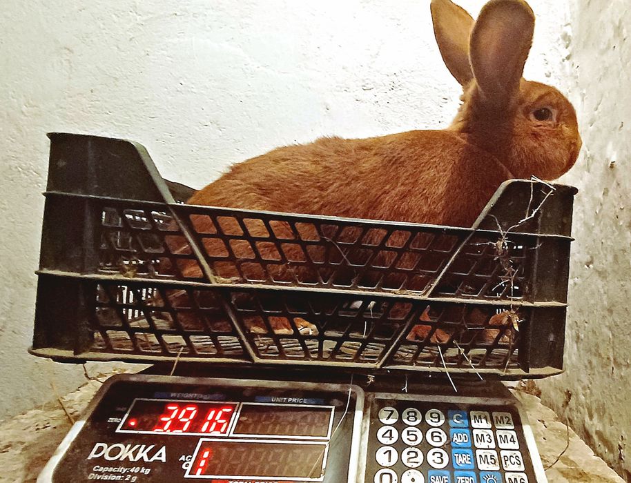 Królik Nowozelandzki Samiec