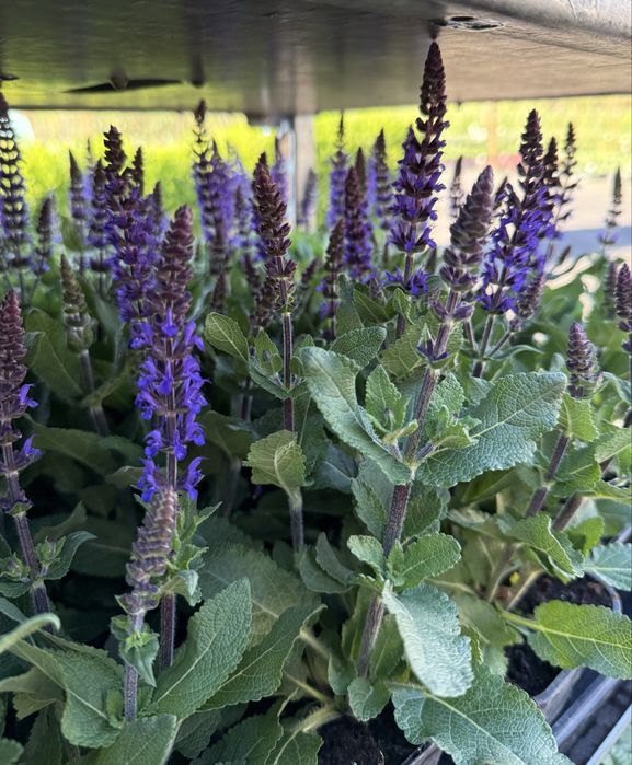 Szałwia omszona ‚Midnight Purple’ 8 sztuk