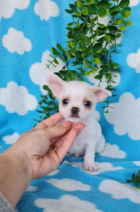 Excelente mini chihuahua/chiuaua Qualidade, Linhagem Russa