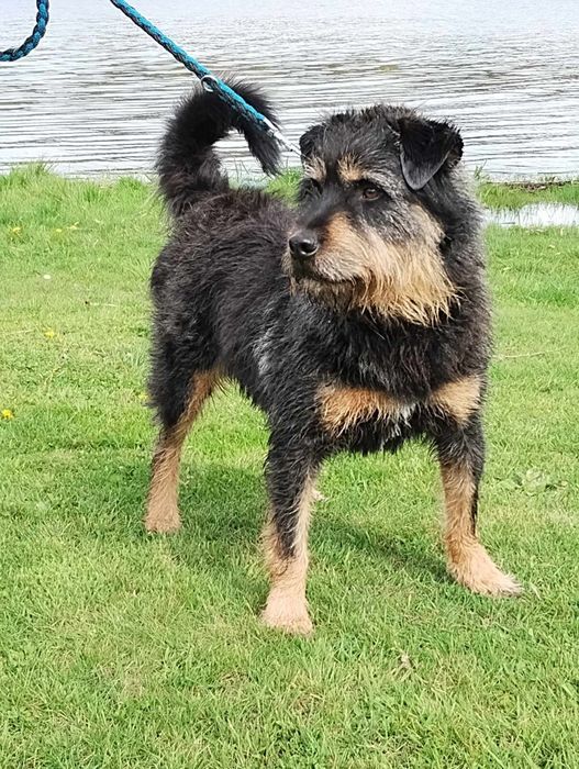 Cudny Ben szuka domu