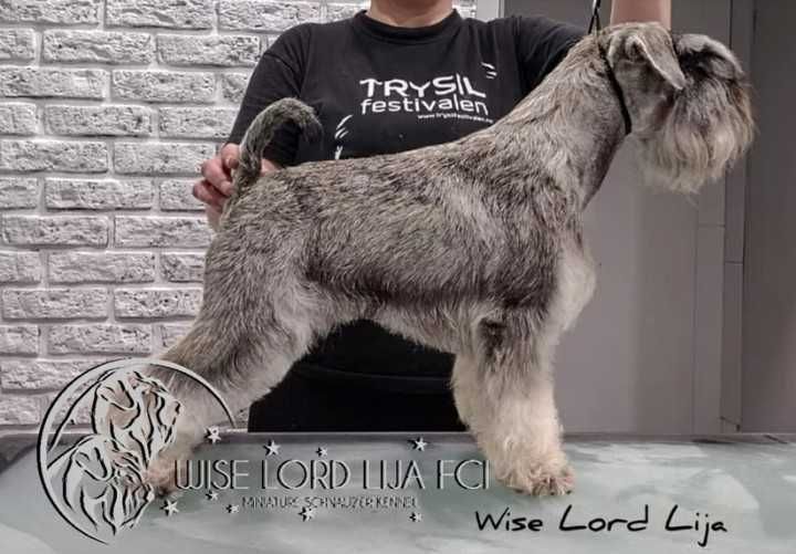 Sznaucer Miniaturowy ZKwP/FCI