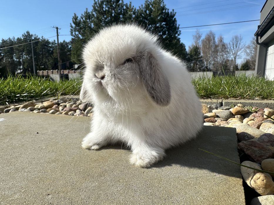 Królik Mini Lop TOP