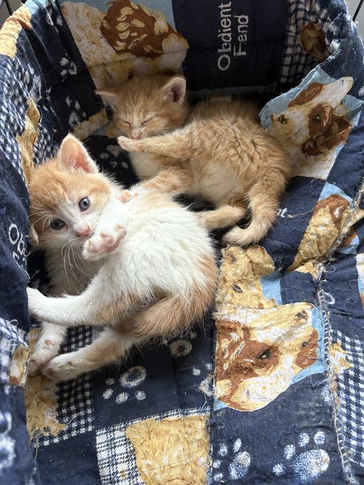 Puchatek prosi o domek - adopcja kocurek