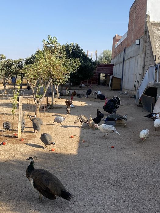 Aves de Quinta,.saudaveis e de boa qualidade