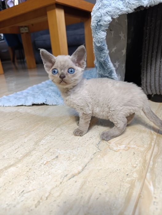 Kocurek Devon rex point rodowód FPL