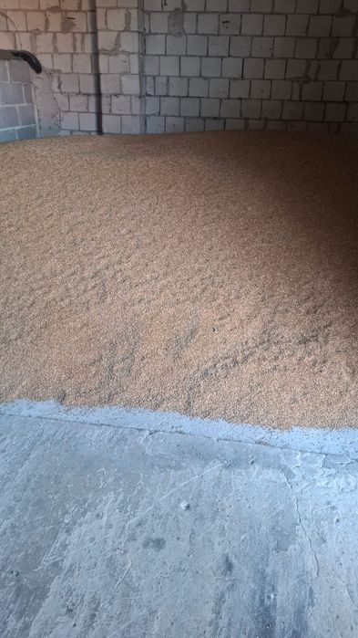 Sprzedam przężyto tegoroczne  650zl tona