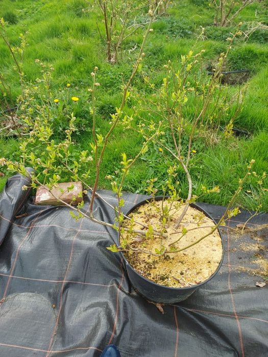 Borowka Amerykanska  Krzewy