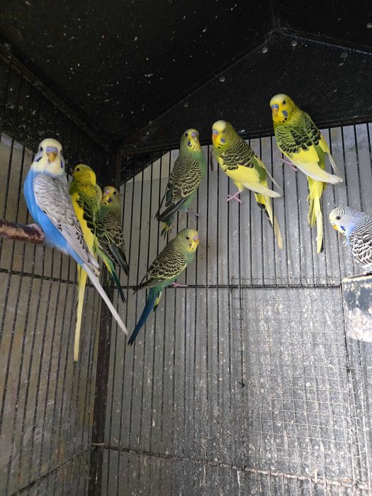 Papugi papuga falista samce samice, Standart