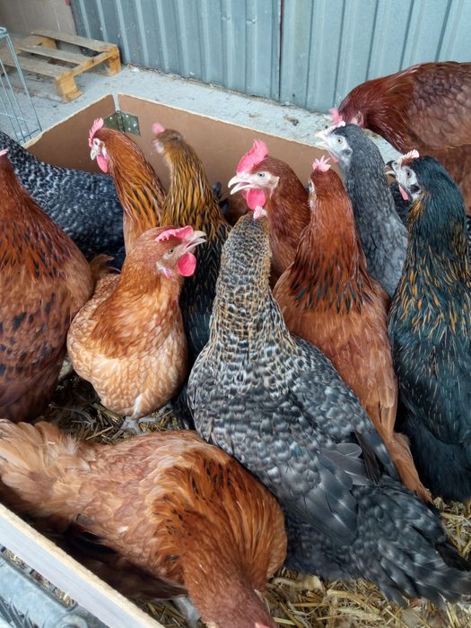 Kury.  kurki, młode nioski