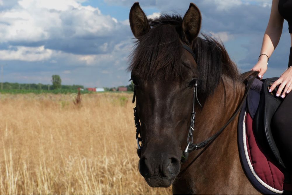 Klacz rasy huculskiej