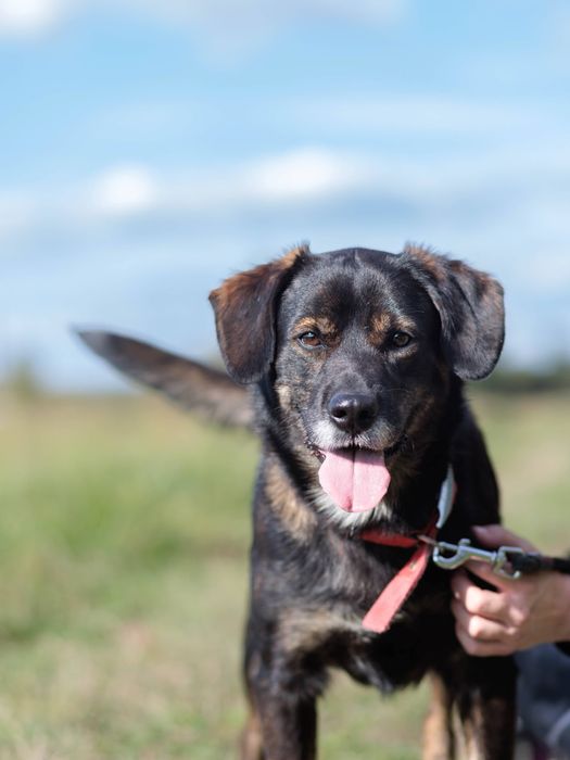 (Nie)zwykły, brązowy kudelek o którego nikt nie pyta. Adopcja psa.