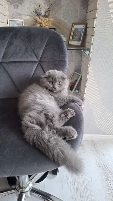 Грайливі кошенята