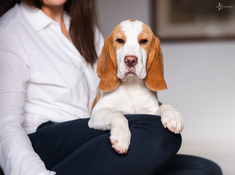 KACPEREK Beagle z rodowodem FCI