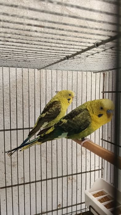 Asas negras verdes e azuis