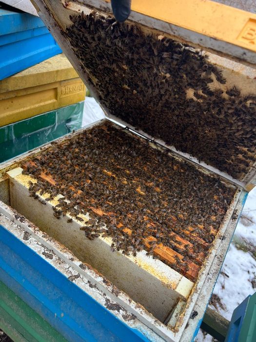 Sprzedam przezimpwane rodziny