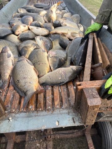 Karp na łowiska / do zarybienia stawów 4 - 6 kg
