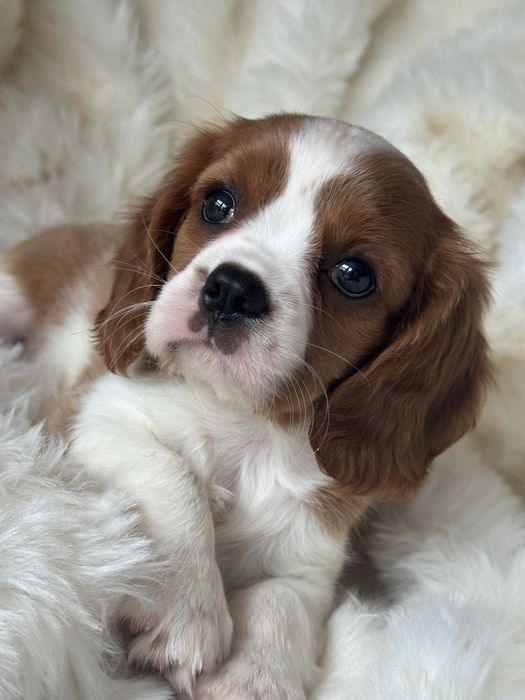 Sunia - Cavalier King Charles  Spaniel