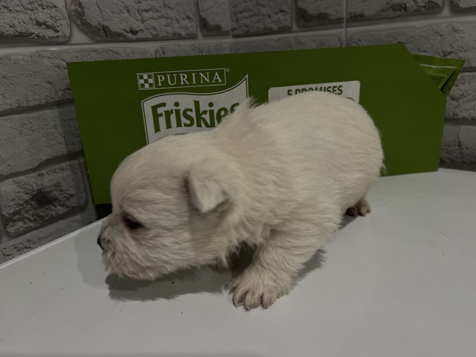 Хлопчики вестики