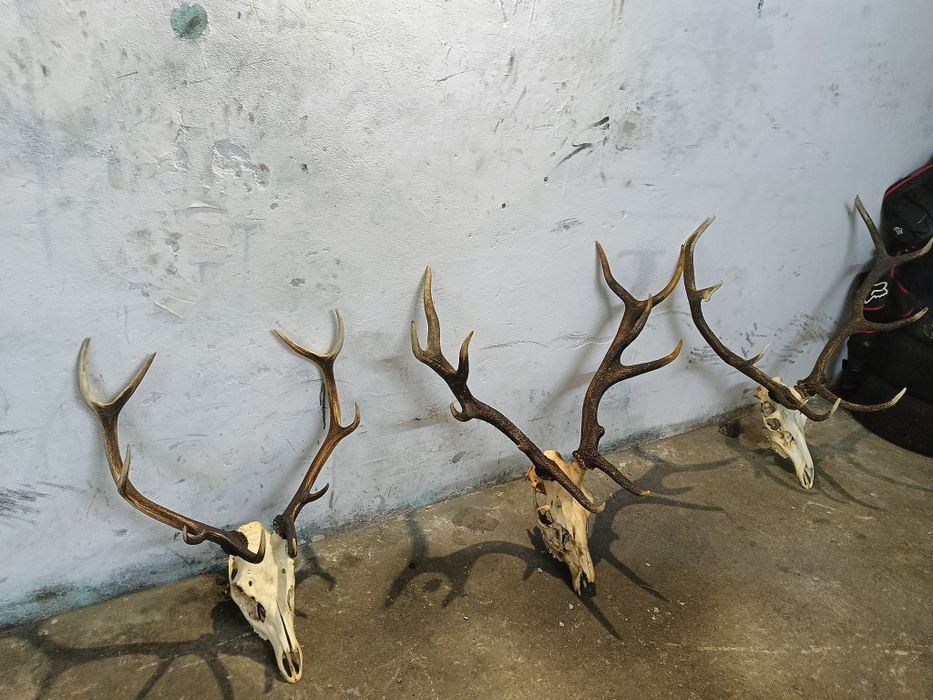 Poroże , wieniec , czaszki z rogami .