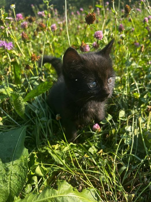Кошенята, котики