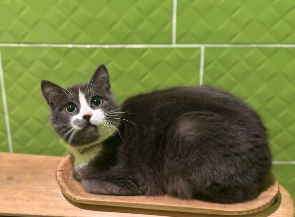 Котик хлопчик 7 місяців