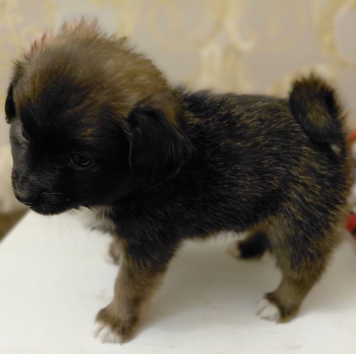 Щенок девочка метис папильона  1.5 мес