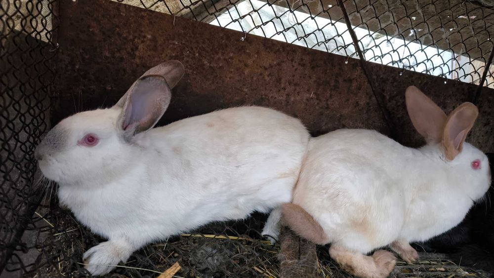 Продам річних кроликів
