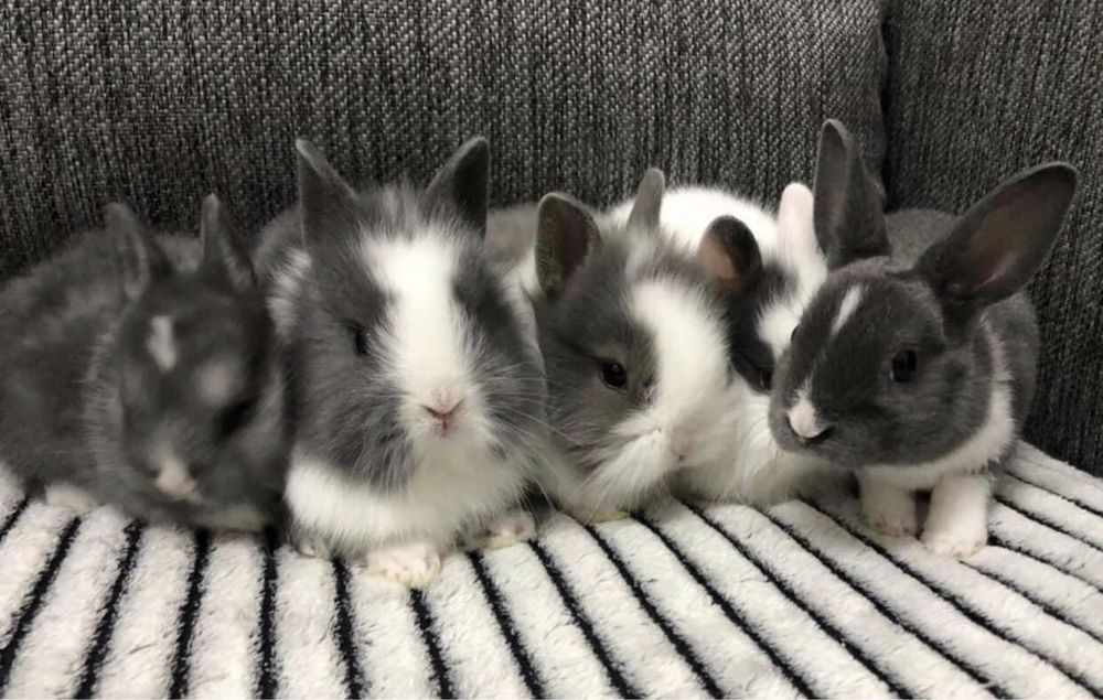 Królik karzełek miniaturka teddy niebieski biały