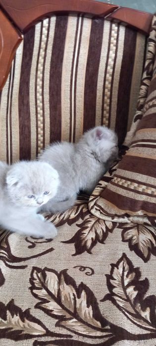 Продаюся котики дата н.р. 15.04.2024