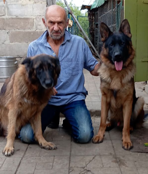 Питомник.Щенки нем овчарки.