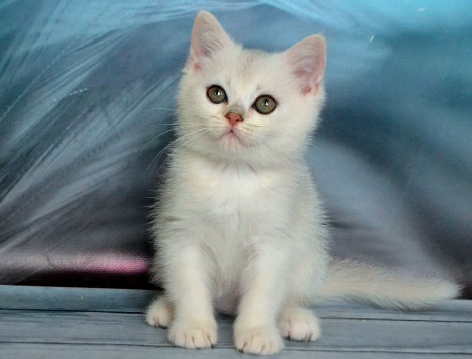 Нiжна дiвчинка та хлопчина - срiбляста шиншила