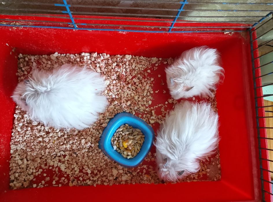 Королевский хомяк