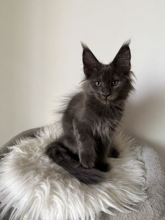 Gatinha Maine Coon