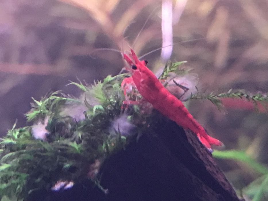 Plantas aquário, musgos e camarões