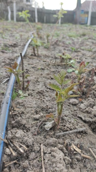Продам саджанці ремонтантної малини Маравіла і Зюгана