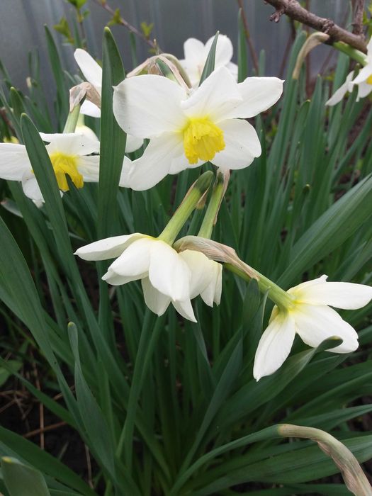 Нарцисс простой Лике