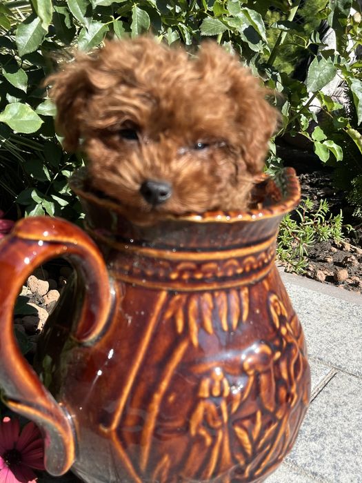 Супер міні дівчинка той пудель