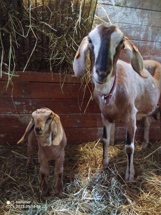 Mleko owcze, kozie, sery