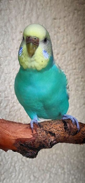 Клетки. Пара попугаев!